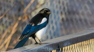 Eurasian Magpie in the sunshine, seen in right profile, perched on a fence; it's crisp black, blue and white plumage shining
