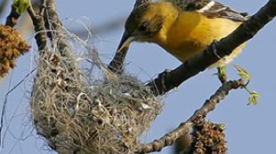 Baltimore Oriole female building nest
