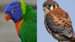 Composite showing a Rainbow Lorikeet and an American Kestrel