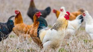 Free range chickens