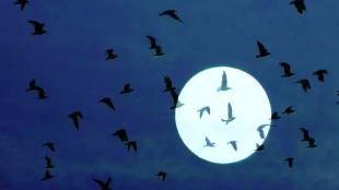 Migrating birds across full moon