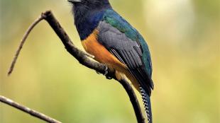 Gartered Trogon perched on branch
