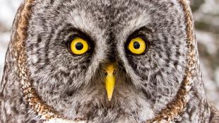 Great Gray Owl face showing bright yellow eyes and beak