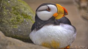 A Horned Puffin, with white breast and face and large short yellow and orange beak, sits on a rocky ledge, looking to its right. 