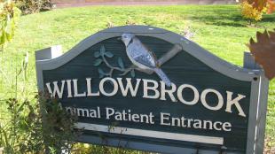 Willowbrook Wildlife Center rehabilitates birds surviving building-strikes