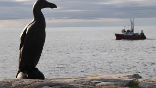 "Lost" Great Auk looks to the sea