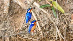 Malachite Kingfishers