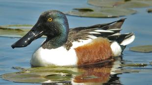Male Northern Shoveler