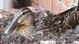 Mallard