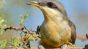 Mangrove Cuckoo found in Florida in winter