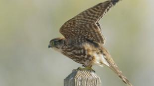 Female Merlin perched on fence post