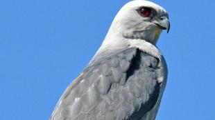 Mississippi Kite posed against a clear blue sky.