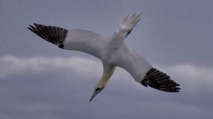 Diving Northern Gannet