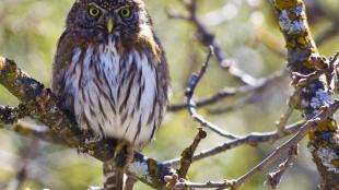 Northern Pygmy Owl