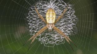 An orb spider sits in the middle of its web, which shows a central pattern of thickened fibers 
