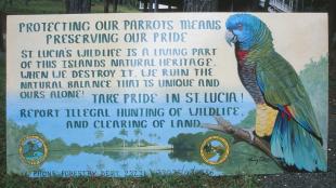 Parrot Poster on St. Lucia