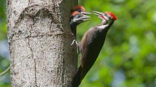Pileated Woodpecker nest with parent and chicks