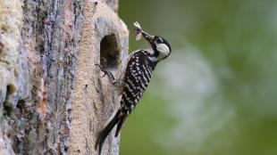 Red-cockaded Woodpecker, insect in its beak, perched at entrance to manufactured nest