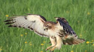 Red-tailed Hawk, wings raised as it lands on a grassy area