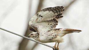 Red-tailed Hawk launching from a wire over a highway