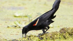 Red-winged Blackbird gaping its beak while foraging