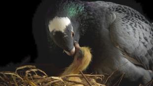 Rock Pigeon feeding a chick in the nest.