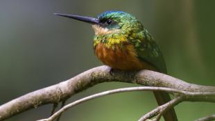 Rufous-tailed Jacamar, bird of tropical forests