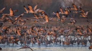 Sandhill Cranes on the Platte River