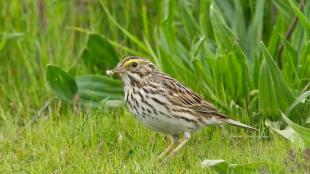 Savannah Sparrow on wetland