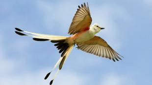 Scissor-tailed Flycatcher in flight against a partly cloudy sky, the bird's tail showing the classic split, its pale wings showing red on the underside where it meets the body.