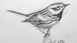 Sketch of a bird drawn by David Sibley