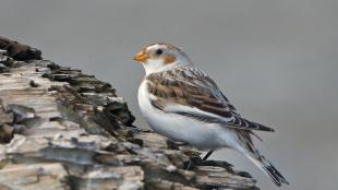Snow Bunting on rocks near shore