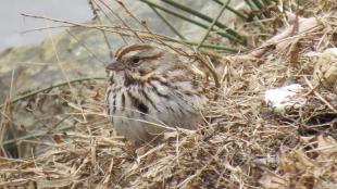 Song Sparrow sits on the ground, surrounded by grass and fallen leaves 