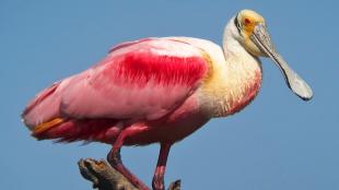 Roseate Spoonbill