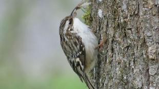 Brown Creeper