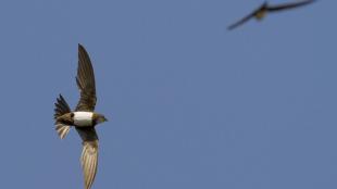 Alpine Swifts in flight against a blue sky