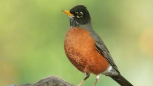 American Robin and bright "red breast"
