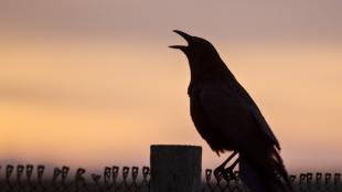American Crow calling at sunrise