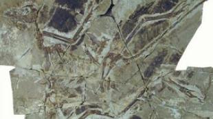 Anchiornis Huxleyi