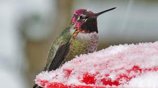 Anna's Hummingbird sitting at a snow-covered feeder