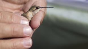 hummingbird banding