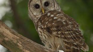 Barred Owl alert in tree