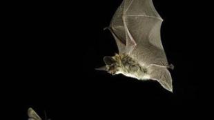 Bat about to catch a Moth