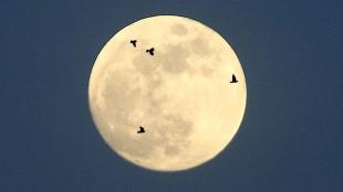Birds on moon