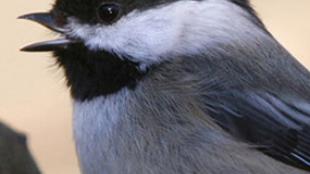 Black-capped Chickadee