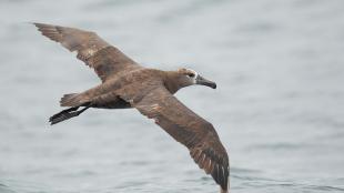 Black-footed Albatross gliding above ocean waves