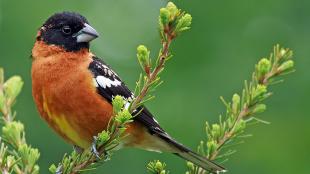 A male Black-headed Grosbeak perched on an evergreen bough against a green background.