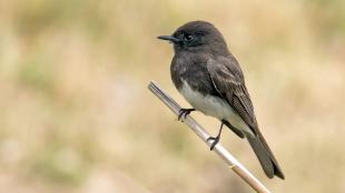 Black Phoebe by Mick Thompson