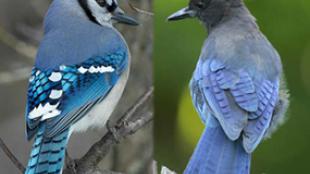 Blue Jay left, by Tom Robbins; Steller's Jay right, by Jacob McGinnis