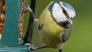 Blue Tit at bird feeder
